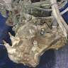МКПП F5M411F8A5 на 4G15 MITSUBISHI LANCER CK2A (Мицубиси Лансер) МКПП F5M411F8A5 на 4G15 MITSUBISHI LANCER CK2A (Мицубиси Лансер)